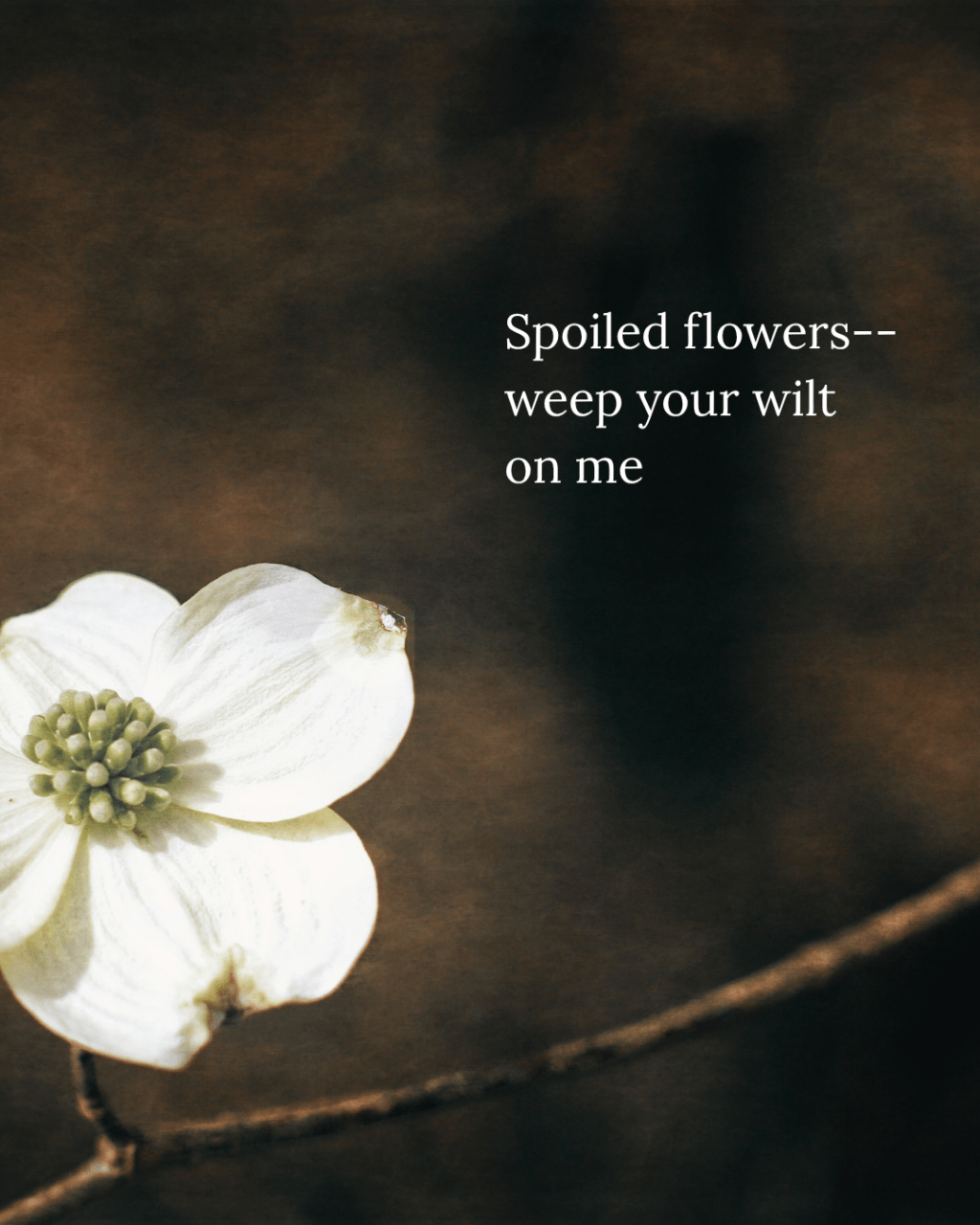 Dogwoods